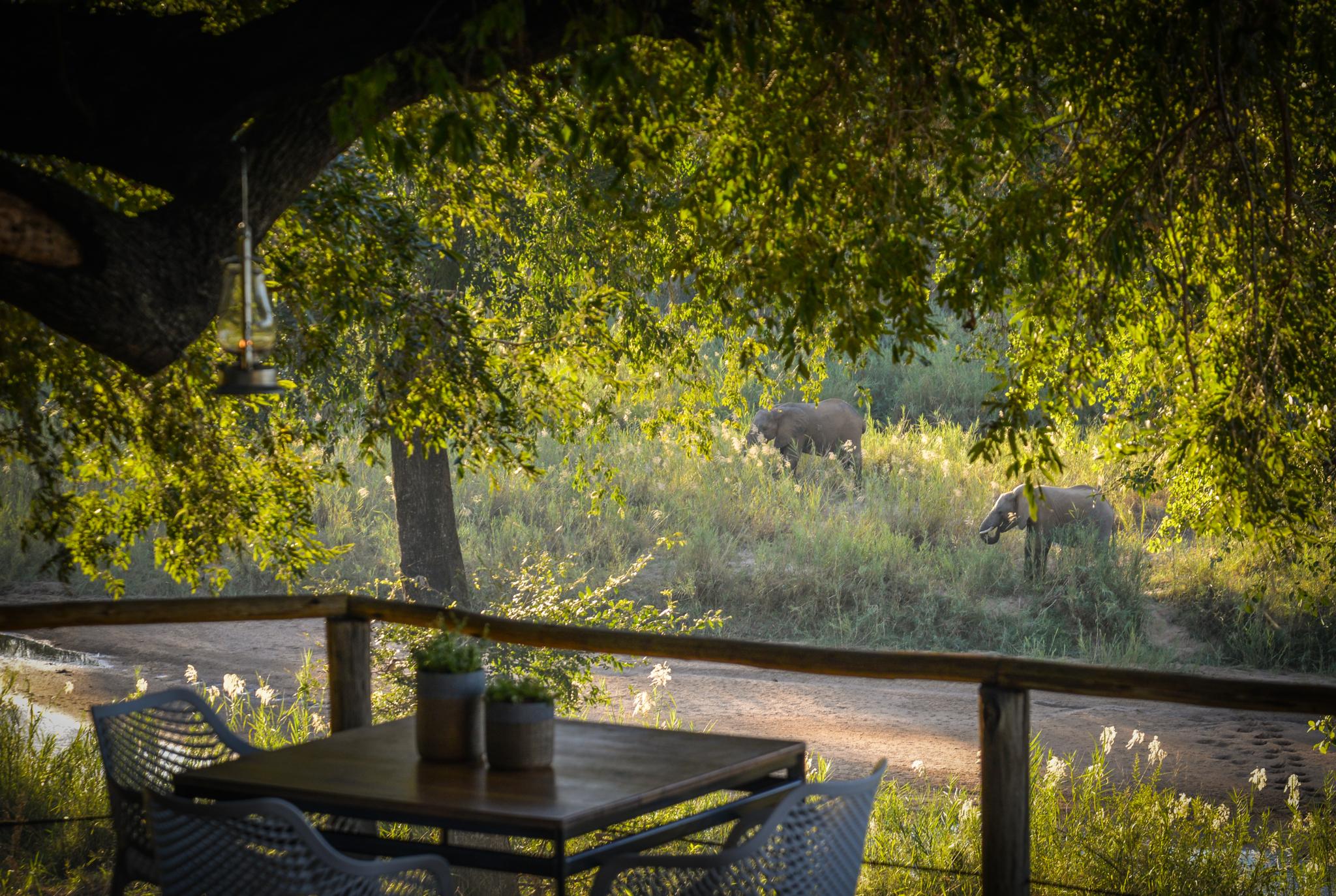 Lion Sands Narina Lodge Заповідник Сабі-Санд Екстер'єр фото
