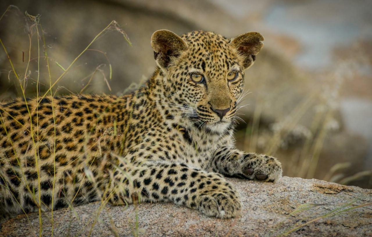 Lion Sands Narina Lodge Заповідник Сабі-Санд Екстер'єр фото