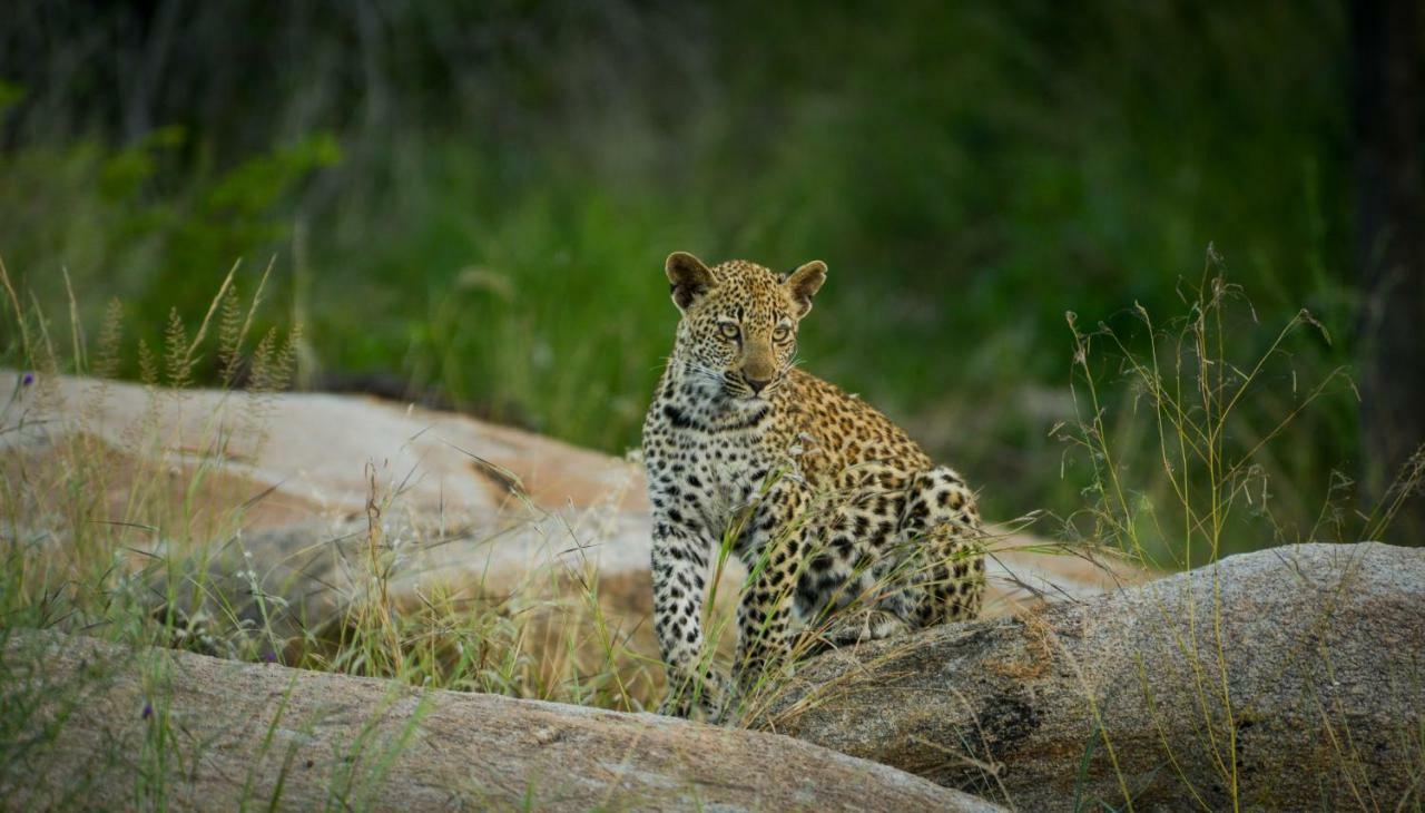 Lion Sands Narina Lodge Заповідник Сабі-Санд Екстер'єр фото